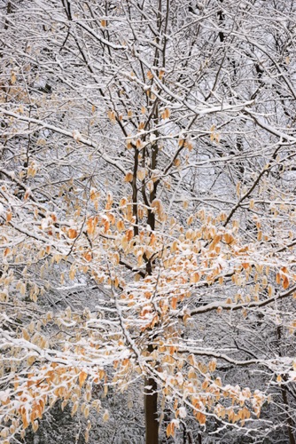 American Beech, Reeves-Reed Arboretum, Union County, NJ 03 11 (6299SA).jpg